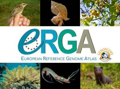 ERGA - Atlas européeen - Genoscope - plateforme de séquençage