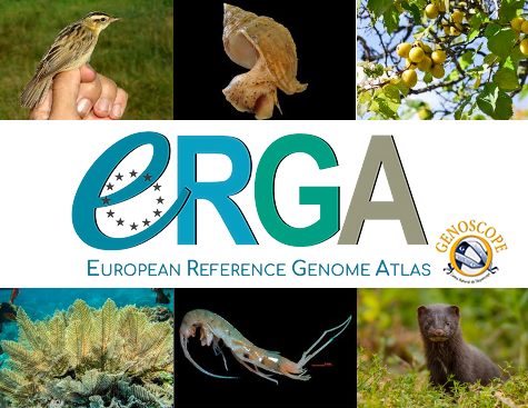 ERGA - Atlas européeen - Genoscope - plateforme de séquençage