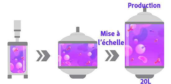 Processus - Grade R&D -L1+ Criblage et essais Processus en amont Processus en aval Formulation Remplissage et finition 