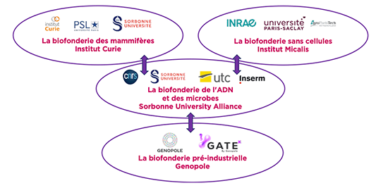 La Biofonderie de Paris associe plusieurs sites dans la région métropolitaine de Paris, apportant chacun leur expérience et expertise : Institu Curie, Institut Micalis, Sorbone Université Alliance et Genopole